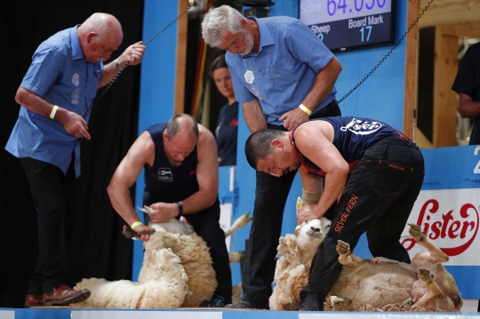 Melihat Kejuaraan Dunia Mencukur Bulu Domba