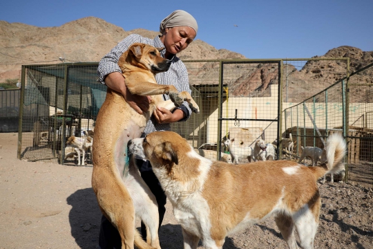 Kisah Penyelamat Anjing Jalanan di Yordania