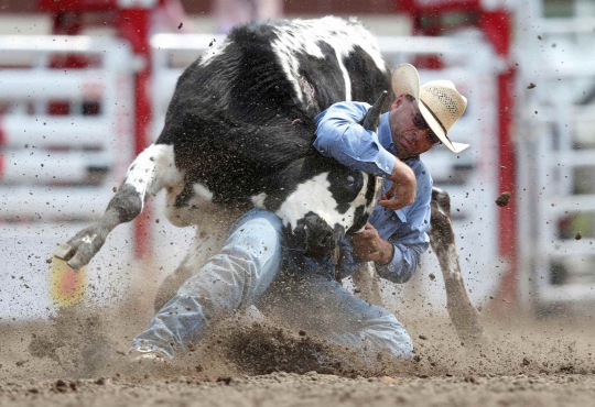 Perjuangan Koboi Gelut dengan Banteng di Calgary Stampede