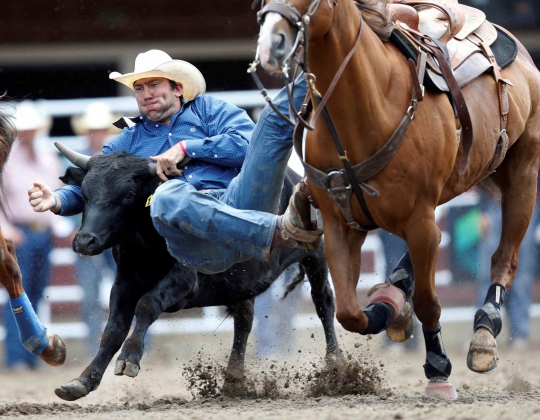 Perjuangan Koboi Gelut dengan Banteng di Calgary Stampede