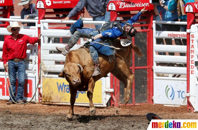 Foto Perjuangan Koboi Gelut Dengan Banteng Di Calgary Stampede Merdeka Com