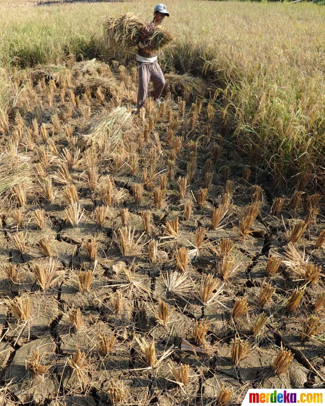 Foto Petani Gagal Panen Akibat Kemarau Merdeka Com