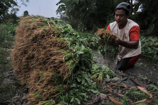 Geliat Petani Sayuran di Ibu Kota Melawan Kemarau