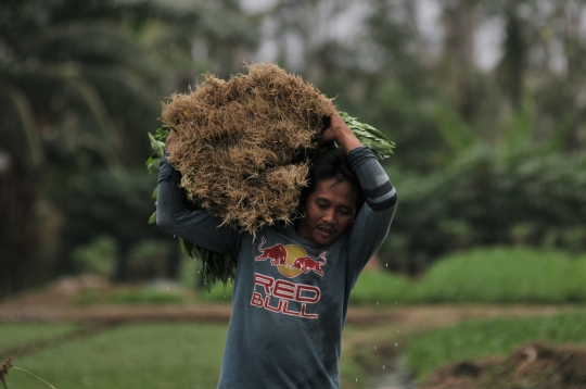 Geliat Petani Sayuran di Ibu Kota Melawan Kemarau