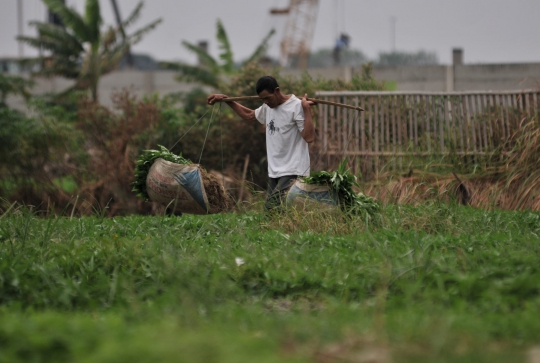 Geliat Petani Sayuran di Ibu Kota Melawan Kemarau