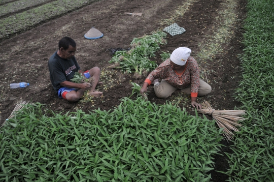 Geliat Petani Sayuran di Ibu Kota Melawan Kemarau