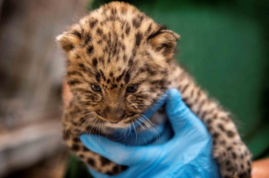 Lucunya Bayi Macan Tutul di Kebun Binatang Denmark