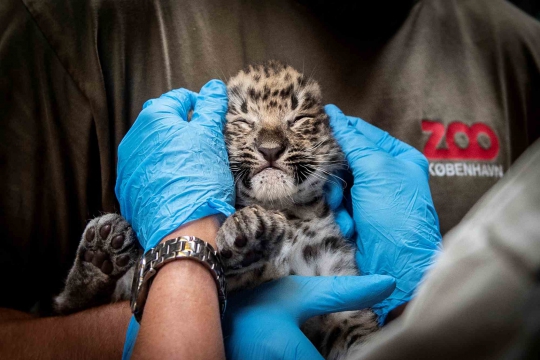 Lucunya Bayi Macan Tutul di Kebun Binatang Denmark