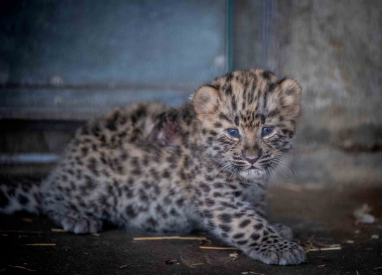 Lucunya Bayi Macan Tutul di Kebun Binatang Denmark