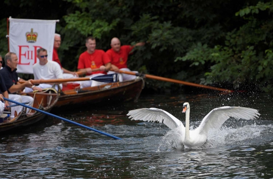 Swan Upping, Tradisi Menghitung Jumlah Angsa di Inggris