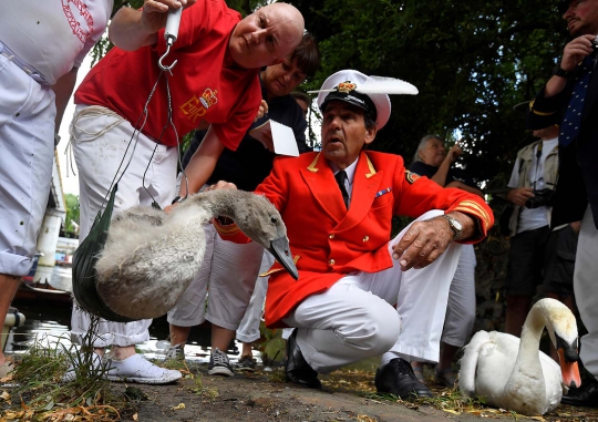Swan Upping, Tradisi Menghitung Jumlah Angsa di Inggris