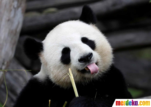 Foto Kelucuan Tingkah Panda Saat Rayakan Ulang Tahun Merdeka Com