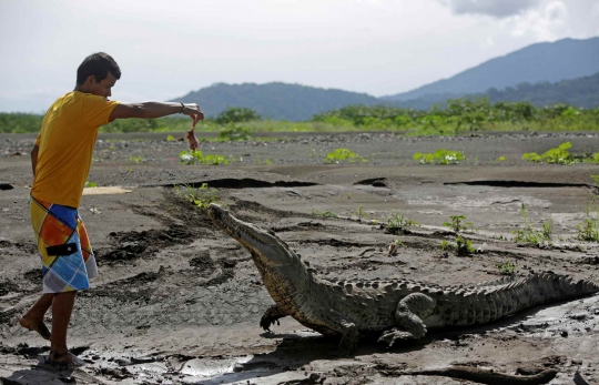 Nekat, Pria Ini Hobi Beri Makan Buaya Liar dari Dekat