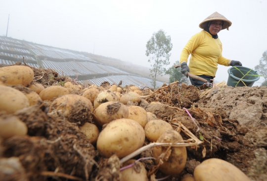 Kemarau Dingin di Dieng, Harga Kentang Granola Melonjak