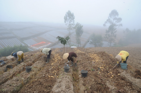 Kemarau Dingin di Dieng, Harga Kentang Granola Melonjak