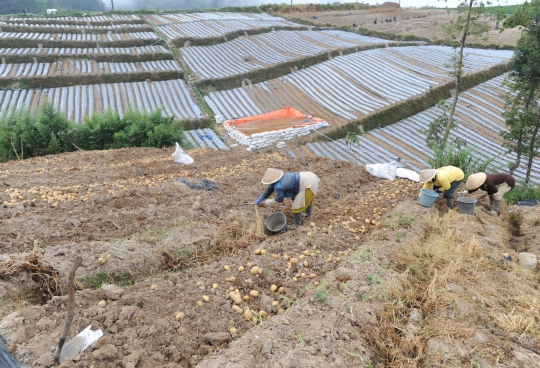 Kemarau Dingin di Dieng, Harga Kentang Granola Melonjak