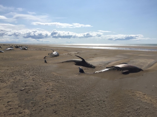 Puluhan Paus Mati Terdampar di Pantai Islandia