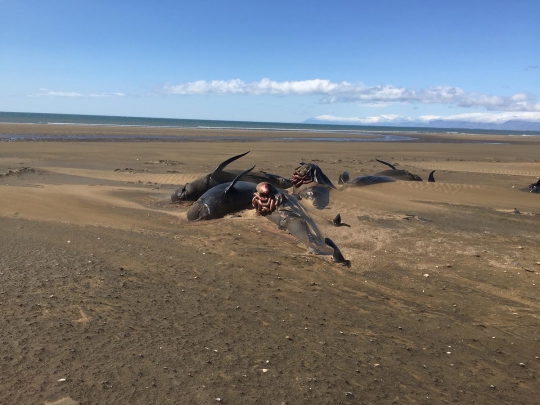 Puluhan Paus Mati Terdampar di Pantai Islandia