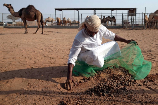 Kotoran Unta Jadi Bahan Bakar Produksi Semen di UEA