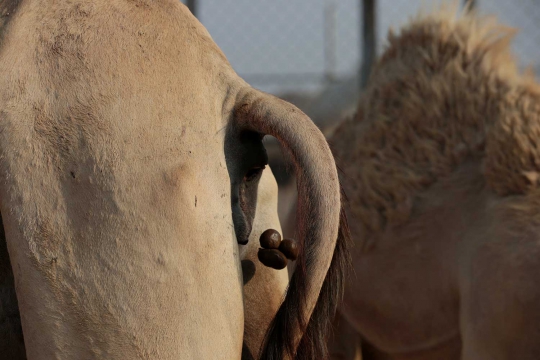 Kotoran Unta Jadi Bahan Bakar Produksi Semen di UEA