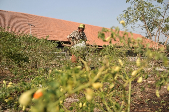 Kisah Kakek Sulap Tanah Garapan Jadi Ladang Cabai Rawit