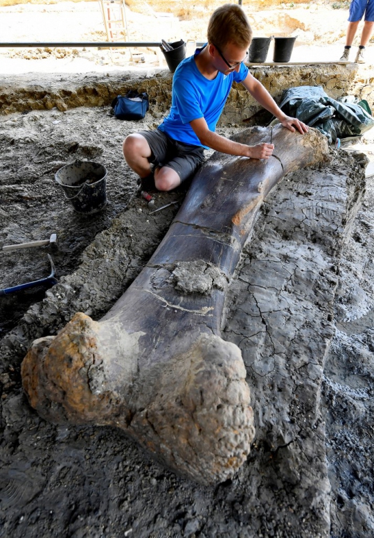 Penemuan Tulang Raksasa Dinosaurus Berusia 140 Juta Tahun