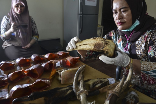 Petugas BKSDA Amankan 16 Kepala Burung Enggang yang Terancam Punah