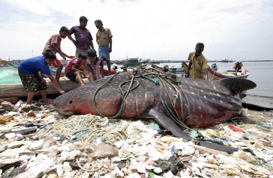 Nestapa Hiu Paus Mati Terdampar di Atas Tumpukan Sampah