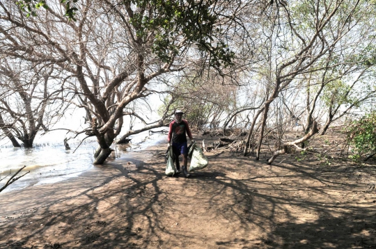 Nelayan Muara Gembong Kumpulkan Tumpahan Minyak Pertamina