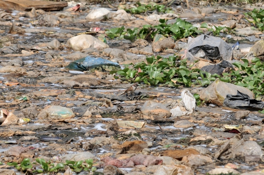 Kali Pisang Batu Kembali Dipenuhi Sampah dan Limbah Busa