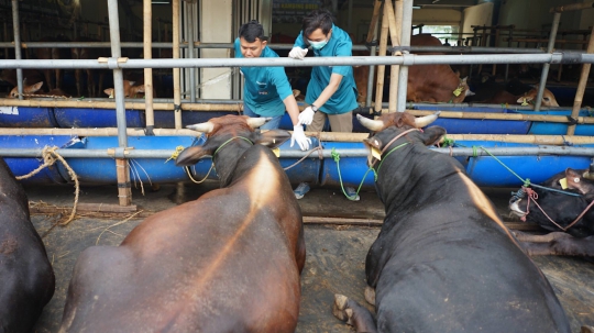 Jelang Idul Adha, Hewan Kurban di Depok Diperiksa Kesehatannya