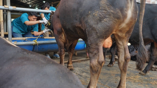 Jelang Idul Adha, Hewan Kurban di Depok Diperiksa Kesehatannya