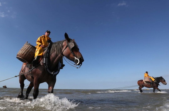 Ketika Nelayan Belgia Melaut Naik Kuda