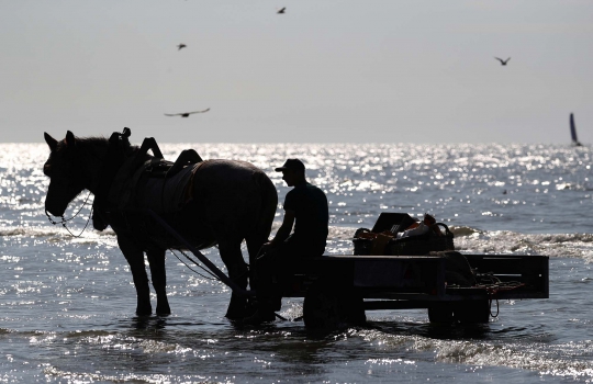 Ketika Nelayan Belgia Melaut Naik Kuda
