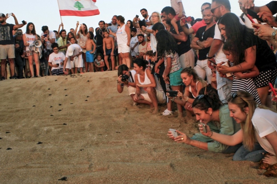 Antusias Warga Lebanon Menyaksikan Pelepasan Tukik ke Laut