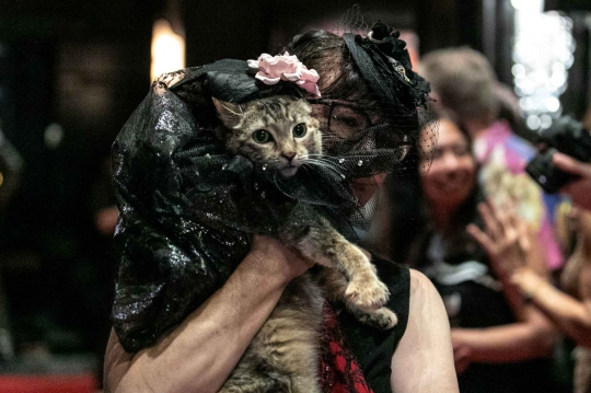 Saat Kucing Beradu Pesona di Panggung Fashion