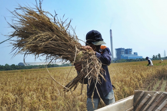 Musim Kemarau Menguntungkan Petani Karena Harga Gabah Naik