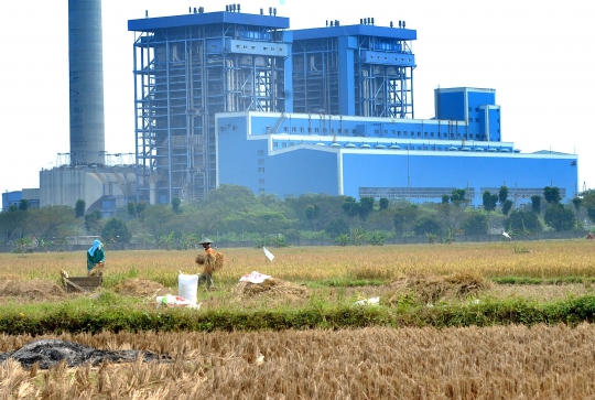 Musim Kemarau Menguntungkan Petani Karena Harga Gabah Naik