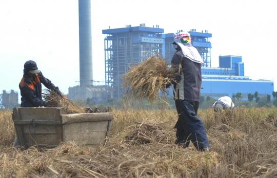 Musim Kemarau Menguntungkan Petani Karena Harga Gabah Naik