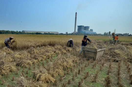 Musim Kemarau Menguntungkan Petani Karena Harga Gabah Naik