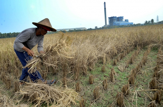 Musim Kemarau Menguntungkan Petani Karena Harga Gabah Naik