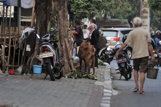 Tak Punya Lahan, Pedagang Nekat Jual Hewan Kurban di Trotoar