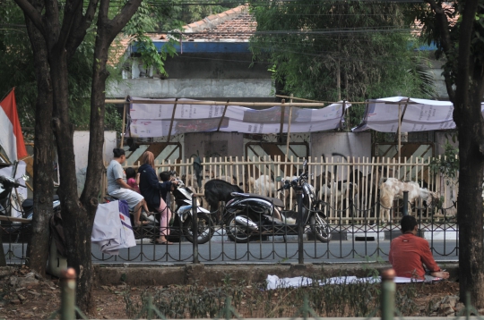 Tak Punya Lahan, Pedagang Nekat Jual Hewan Kurban di Trotoar