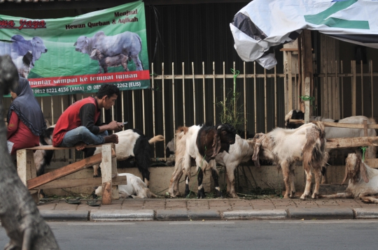 Tak Punya Lahan, Pedagang Nekat Jual Hewan Kurban di Trotoar