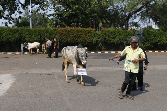 SCM Sumbang 5 Sapi dan 60 Kambing Kurban ke Masyarakat