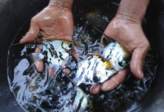 Musim Kemarau, Petani Ikan Hias Merugi hingga 50 Persen