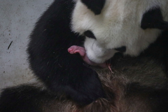 Melihat Dua Bayi Panda yang Baru Lahir di Belgia