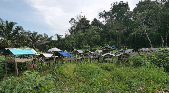 Dango Subur, Tradisi Unik Penguburan di Kalimantan