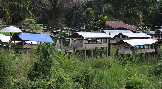 Dango Subur, Tradisi Unik Penguburan di Kalimantan