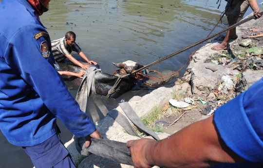 Penyelamatan Dramatis Sapi Tercebur Sungai di Semarang